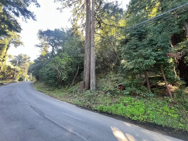 a view of a tree in a yard