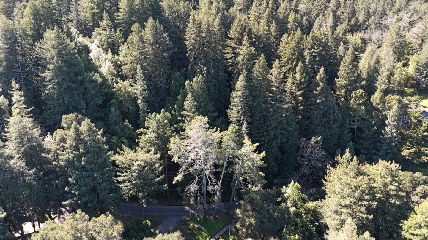 559 Patrol Road Woodside, CA 94062 - Photo 9 of 16 a view of a tree in a yard