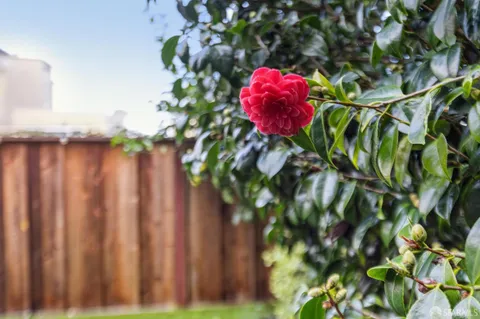 $1,650,000 | 776 Green Street, San Francisco, CA 94133