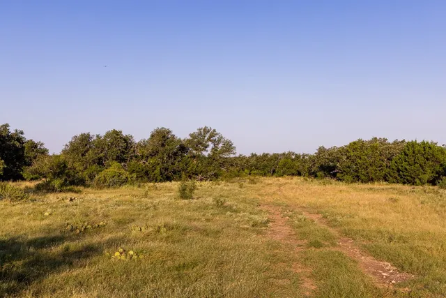 a view of a lake with a large tree