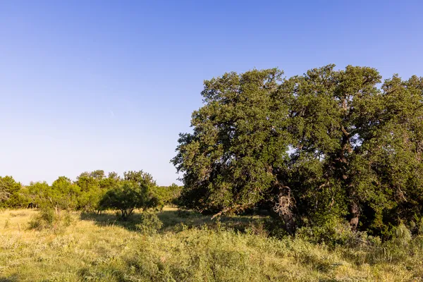 a view of a bunch of trees in a field