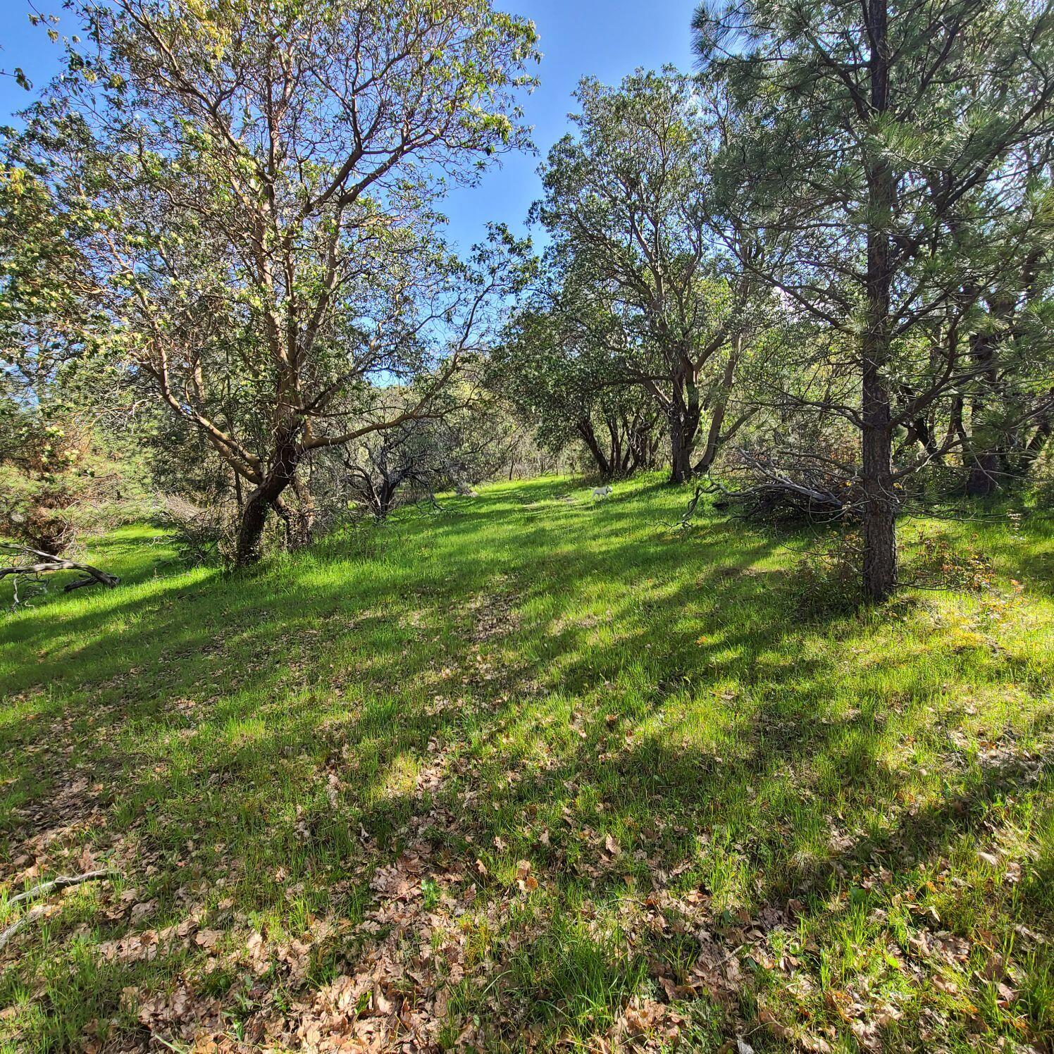 North River Road Central Point, OR 97502 - Photo 8 of 10 a view of a trees with a yard