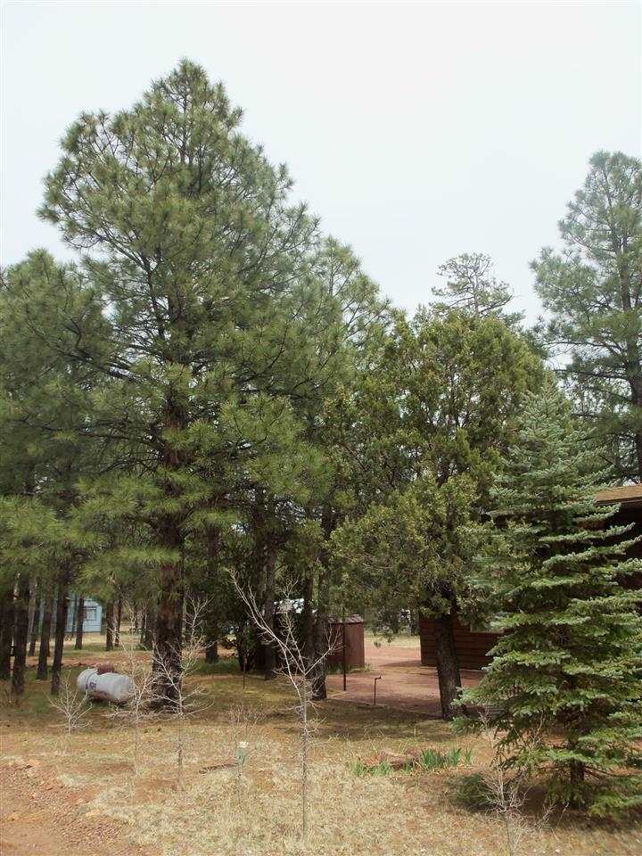 2023 Timber Trail Loop Overgaard, AZ 85933 - Photo 18 of 36