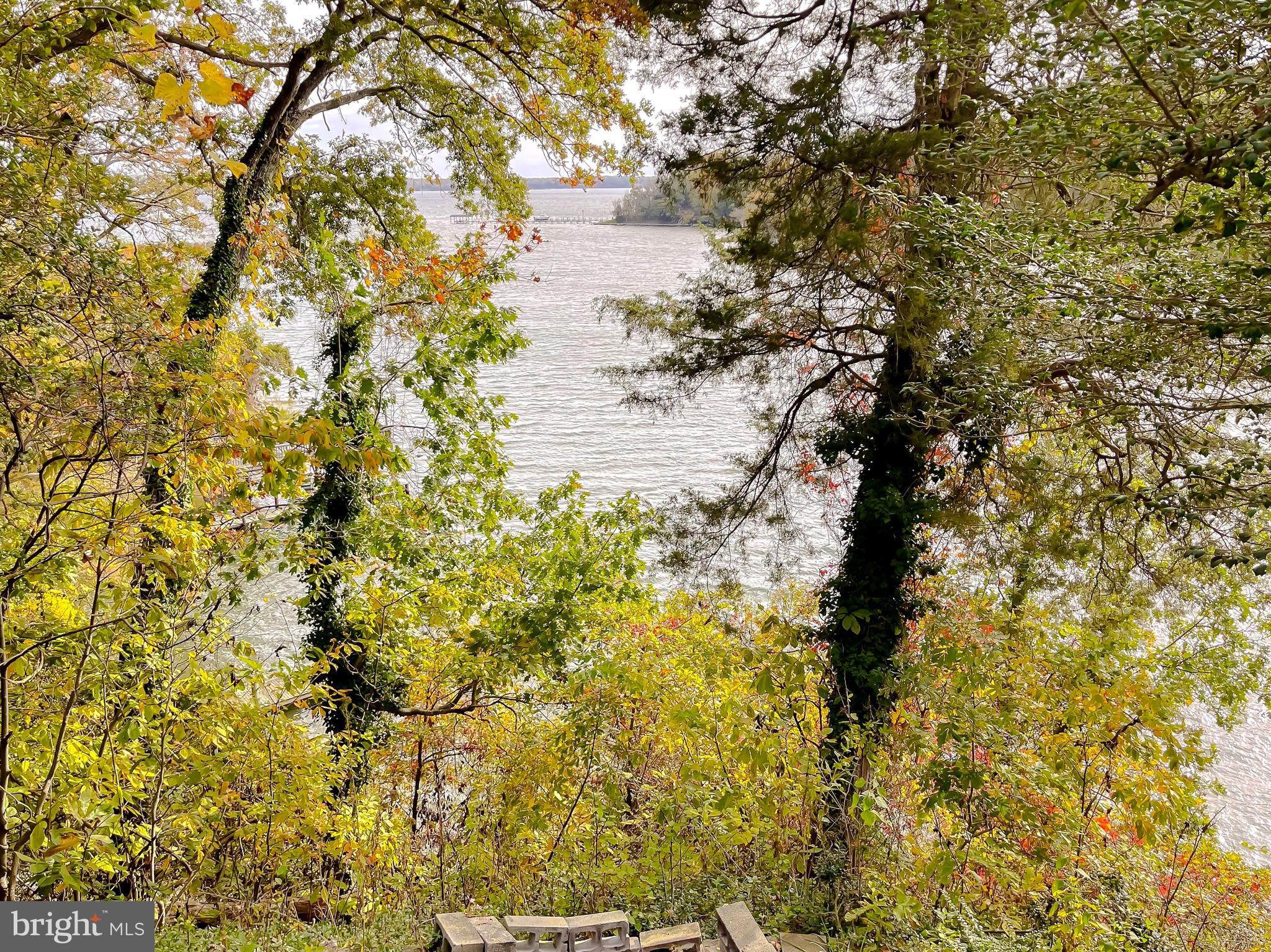 43979 Drum Cliff Road Hollywood, MD 20636 - Photo 34 of 57 a view of a yard with plants and large trees