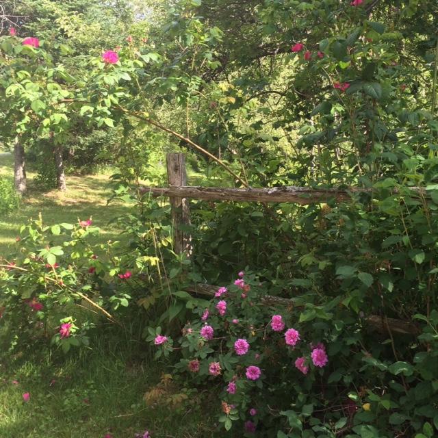 571 Muskrat Farm Road Prospect, ME 04981 - Photo 27 of 39 FullSizeRender 6a