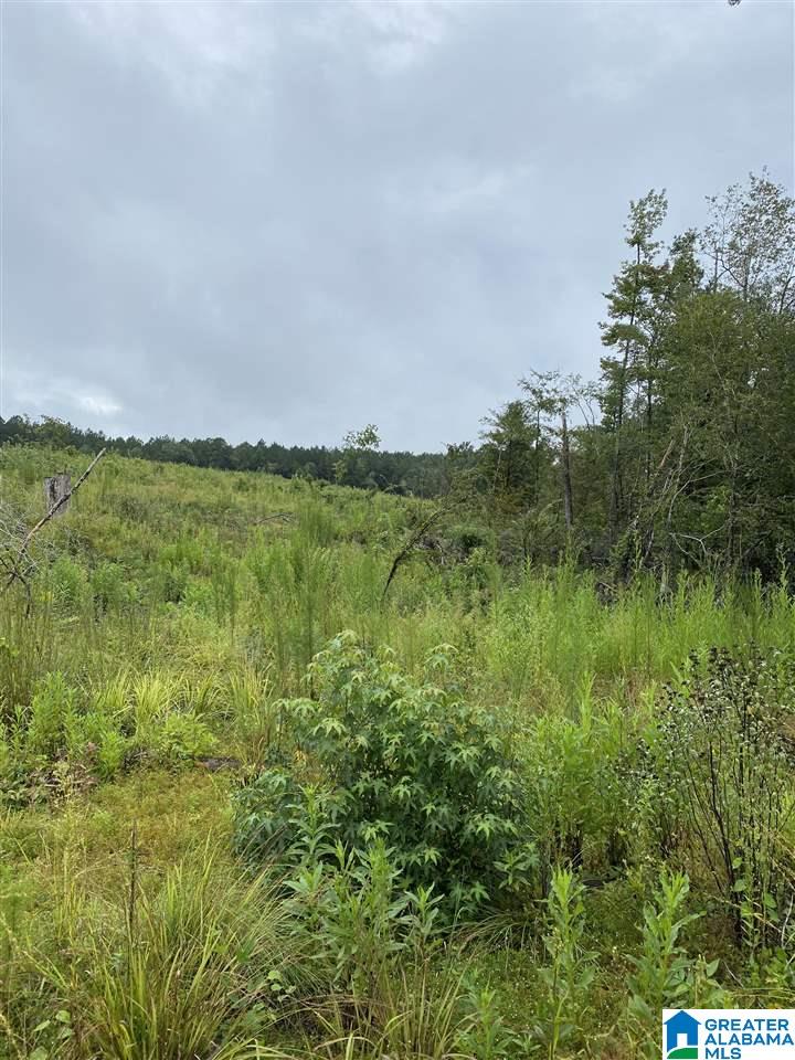 Bama Rock Garden Road Vance, AL 35490 - Photo 12 of 12