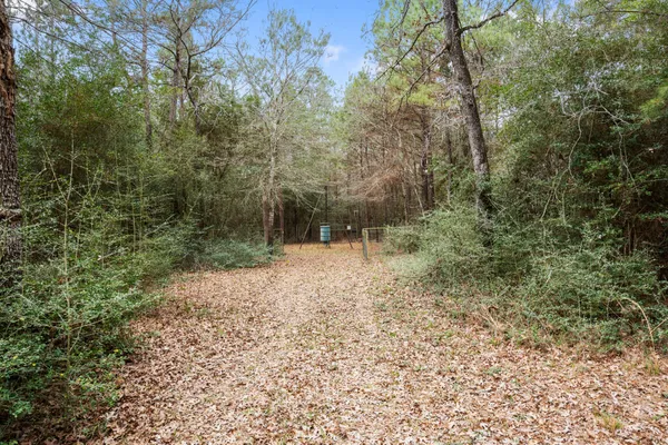 a view of a forest with trees in the background