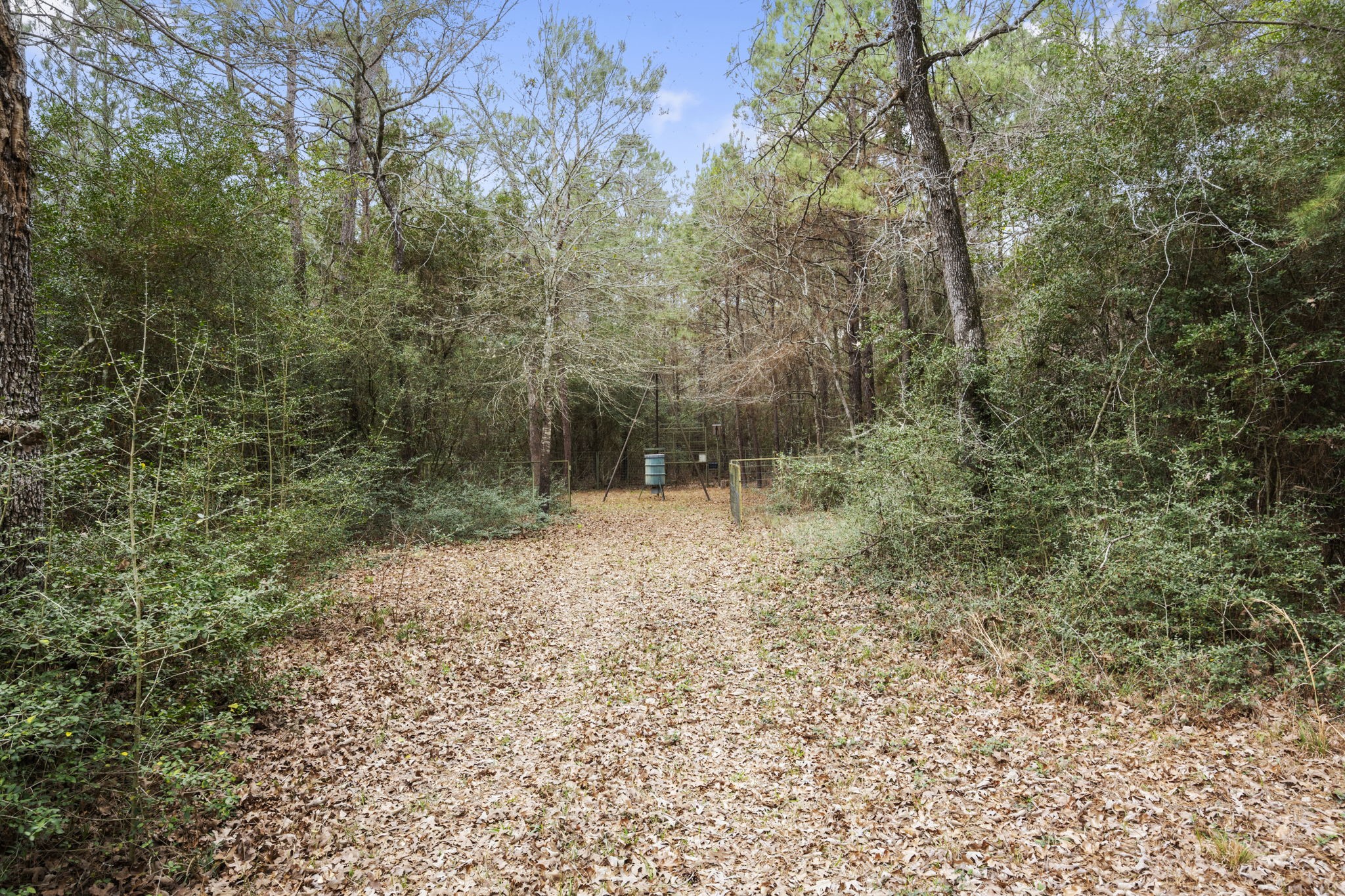 26136 Joseph Road Hockley, TX 77447 - Photo 29 of 31 A serene wooded area with dense trees and a leaf-covered path. Ideal for nature lovers seeking privacy and a natural setting.