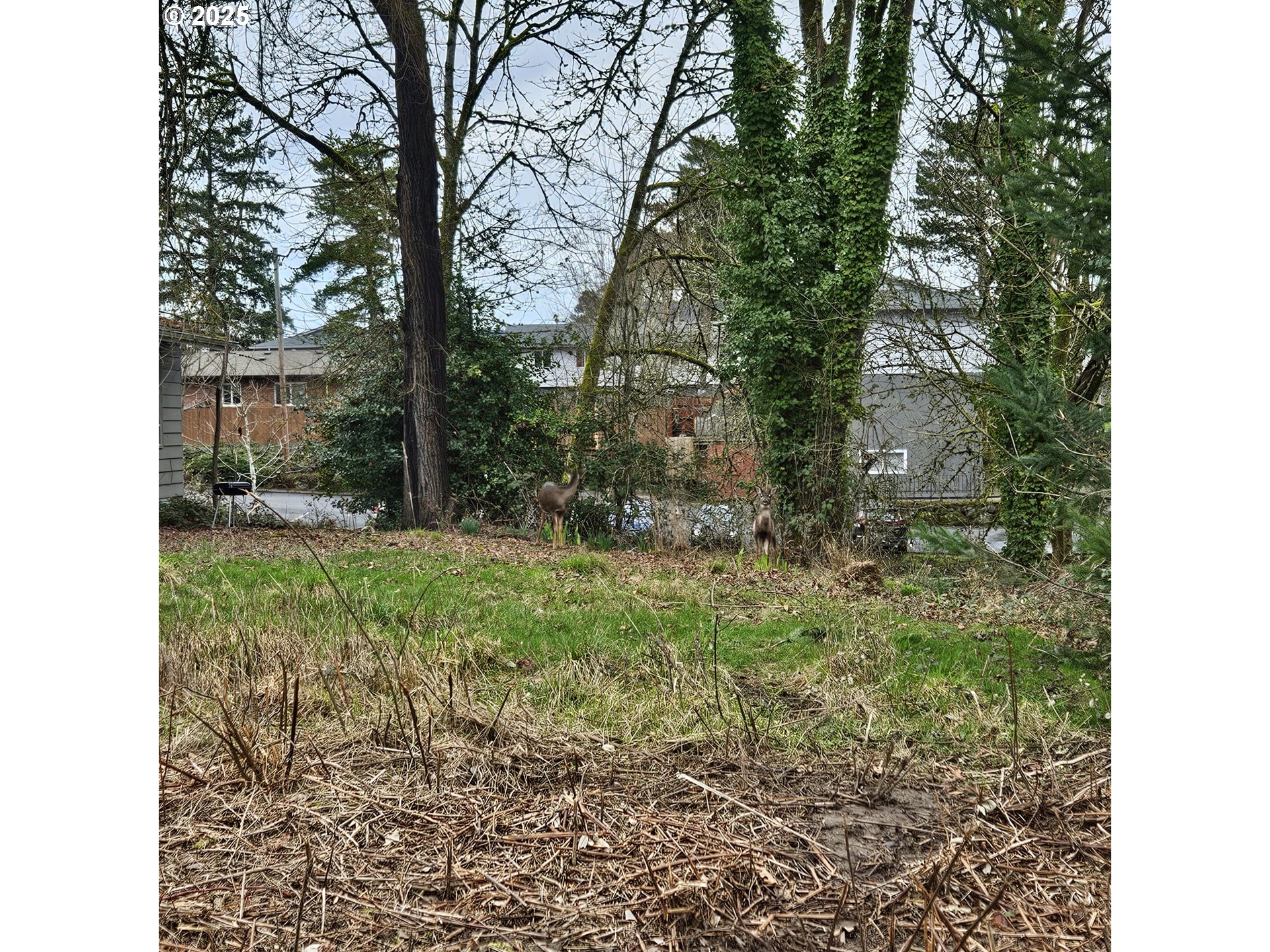 3rd Street, Unit 3 Newberg, OR 97132 - Photo 2 of 5 a view of a yard with plants and large trees