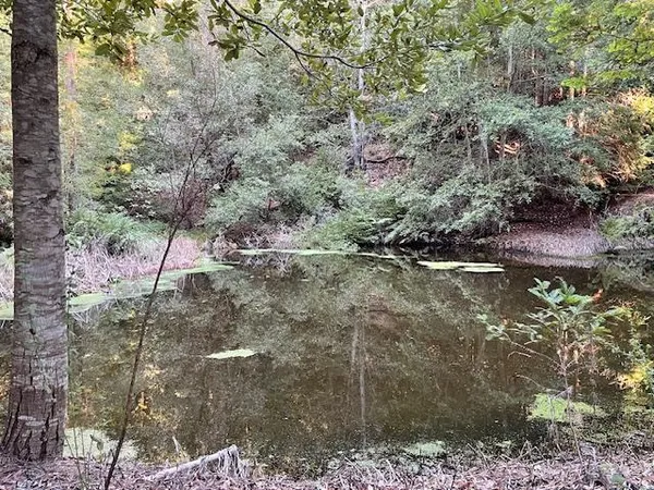 a view of forest