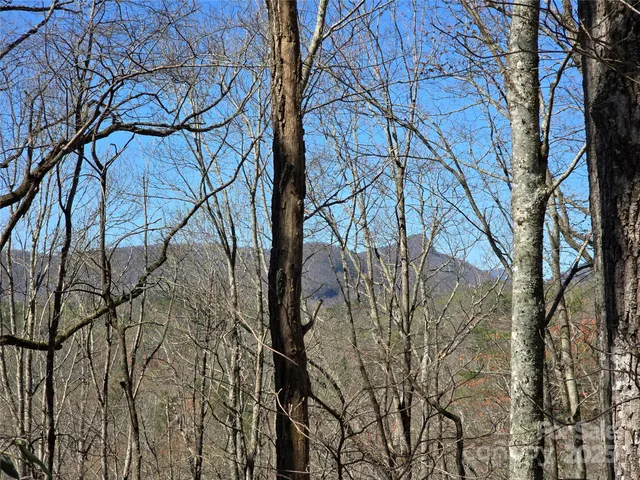a view of a yard with plants and trees