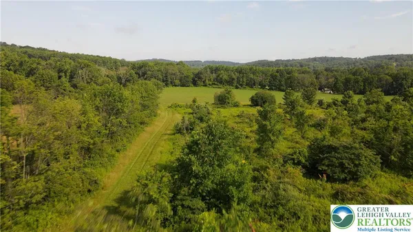 a view of a lush green forest with trees in the background