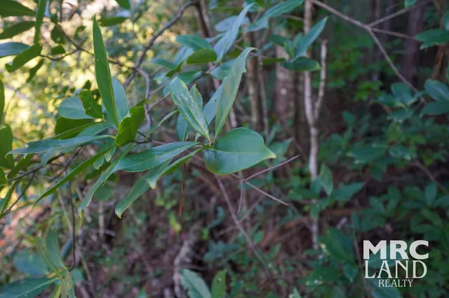 a view of a bunch of plants and trees
