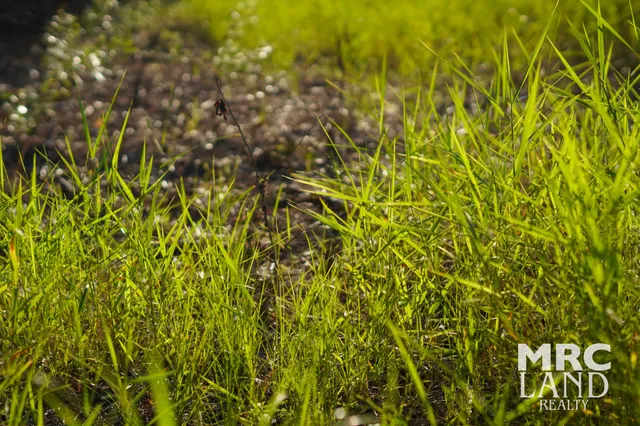a view of a yard with plants and a bench