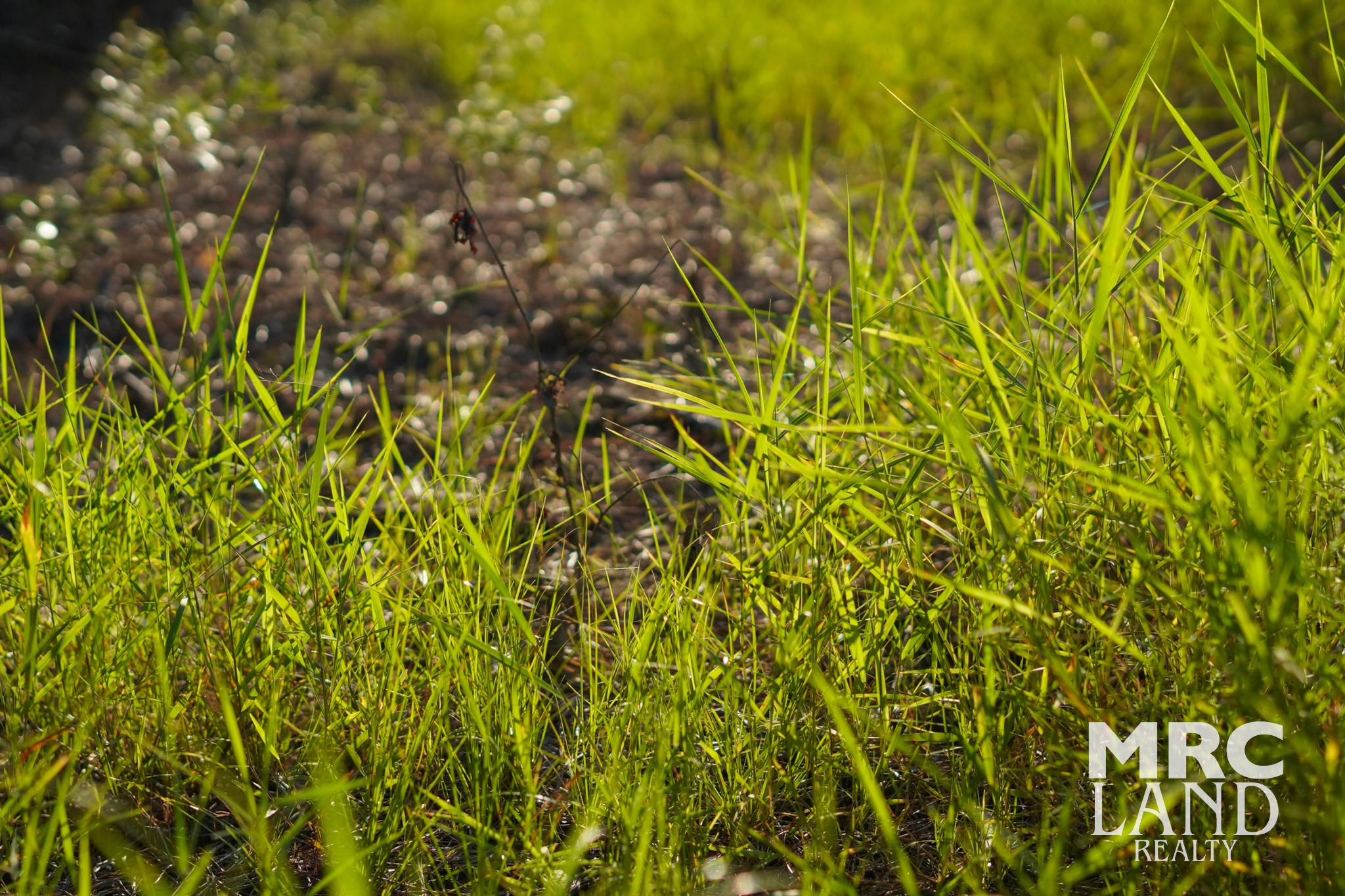 0 Fm 363 Newton, TX 75966 - Photo 19 of 25 a view of a bunch of plants and trees