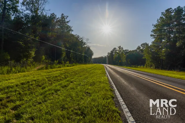 a view of a lush green forest with lots of trees