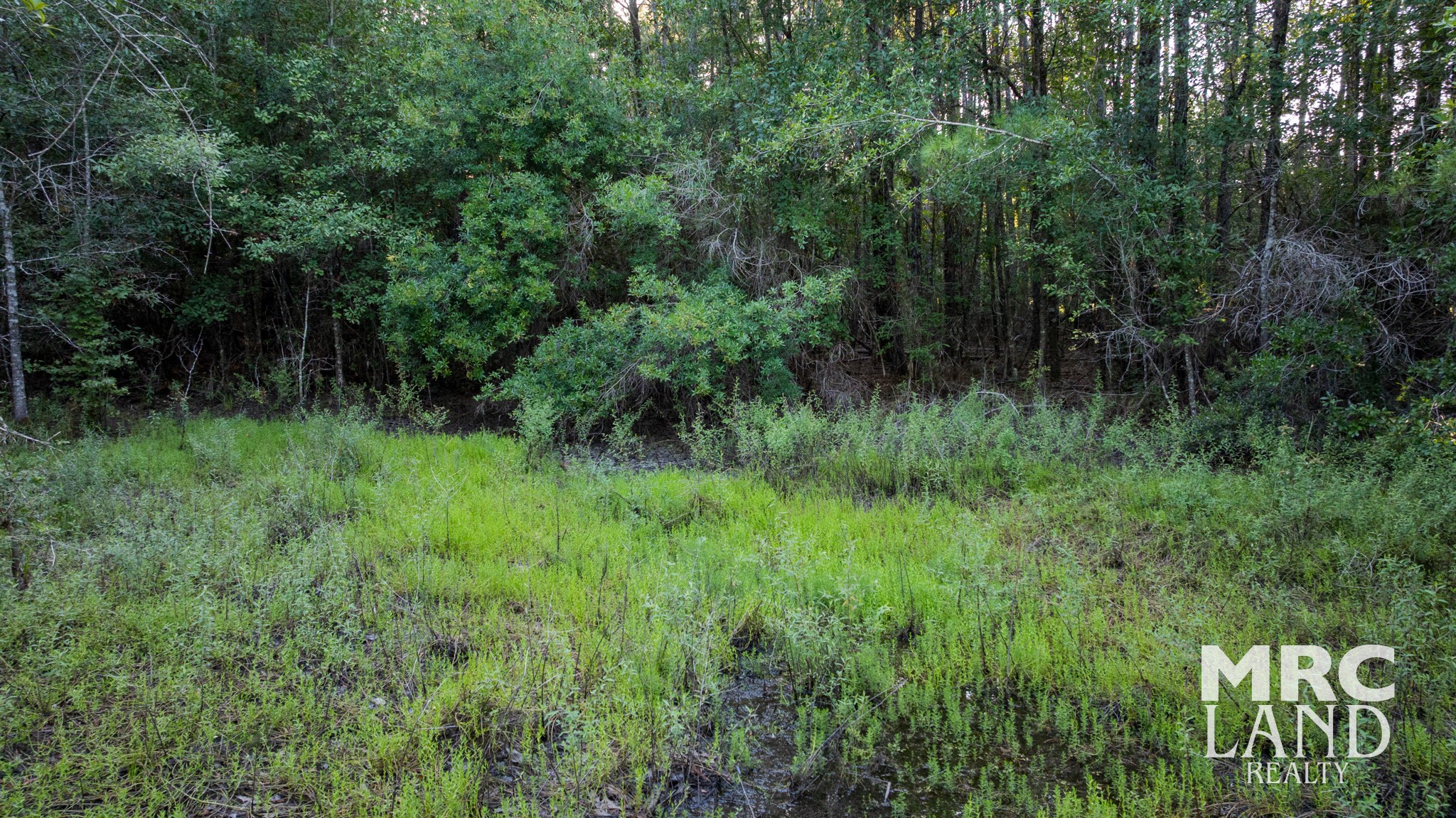 0 Fm 363 Newton, TX 75966 - Photo 23 of 25 a view of a lush green forest with lots of trees