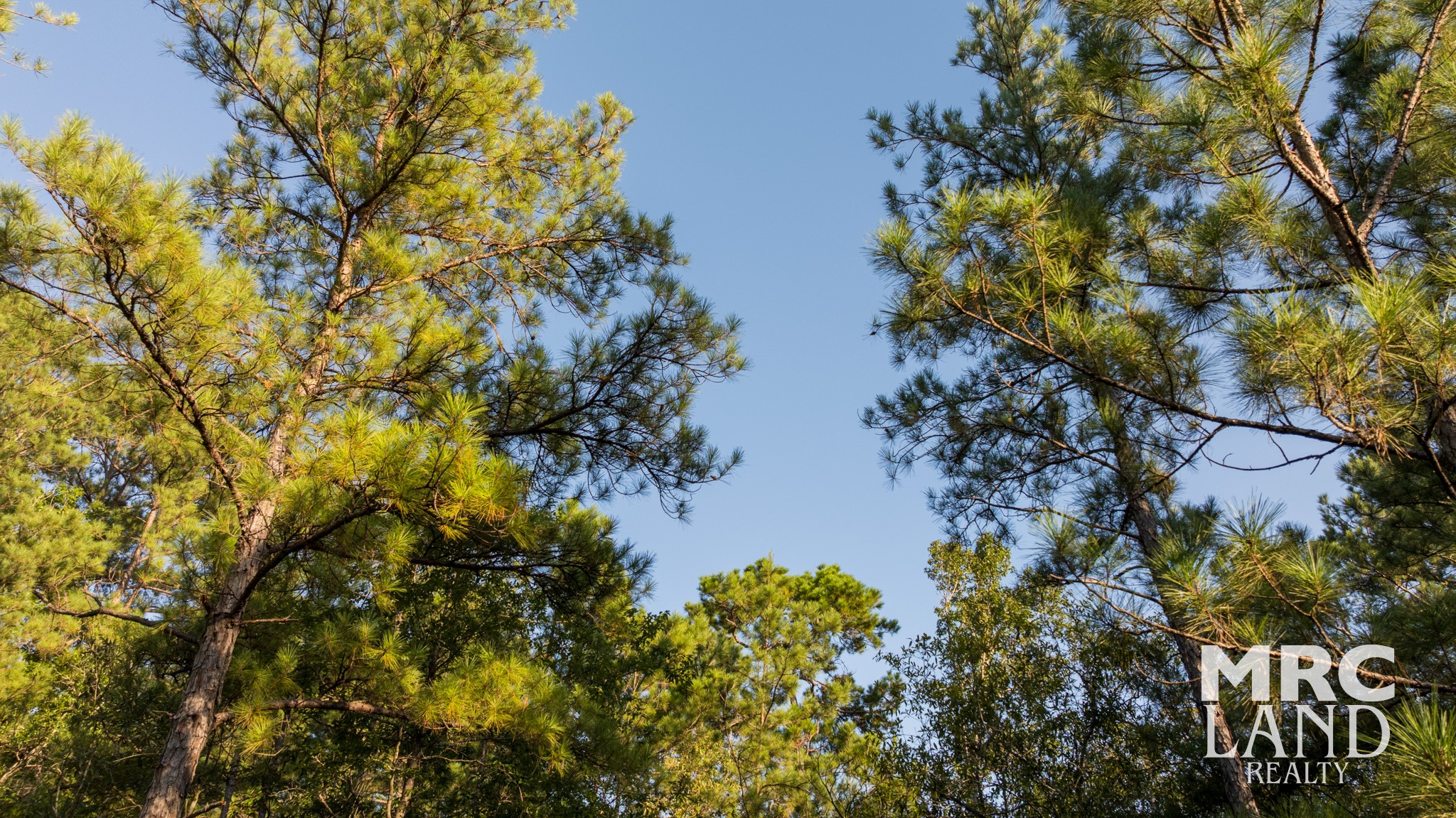 0 Fm 363 Newton, TX 75966 - Photo 24 of 25 a view of a tree