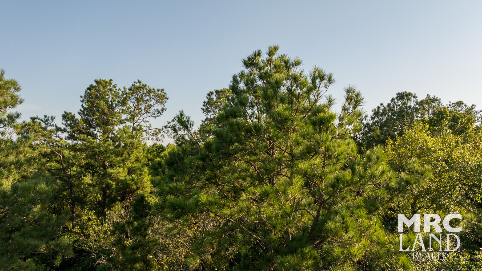 0 Fm 363 Newton, TX 75966 - Photo 25 of 25 a view of a green field