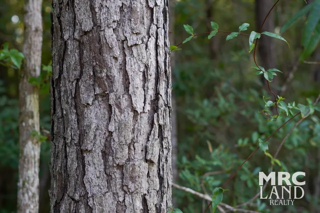 a close up of a plant