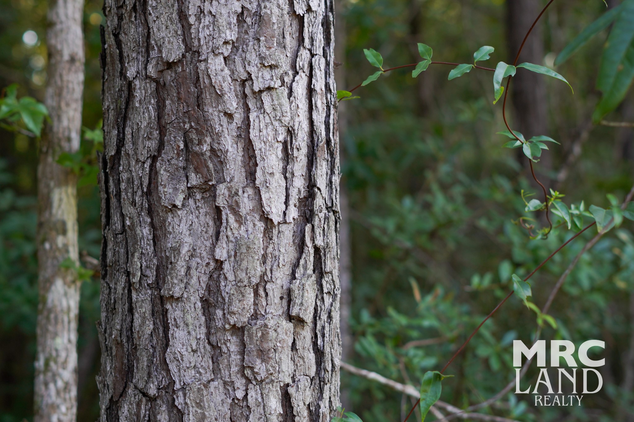 0 Fm 363 Newton, TX 75966 - Photo 6 of 25 a close up of a plant
