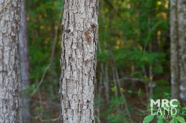 a close up of a tree in a garden