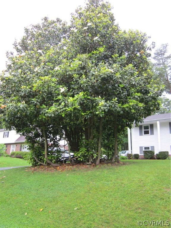 924 Ryder Road Richmond, VA 23235 - Photo 4 of 27 Beautiful Magnolia tree.