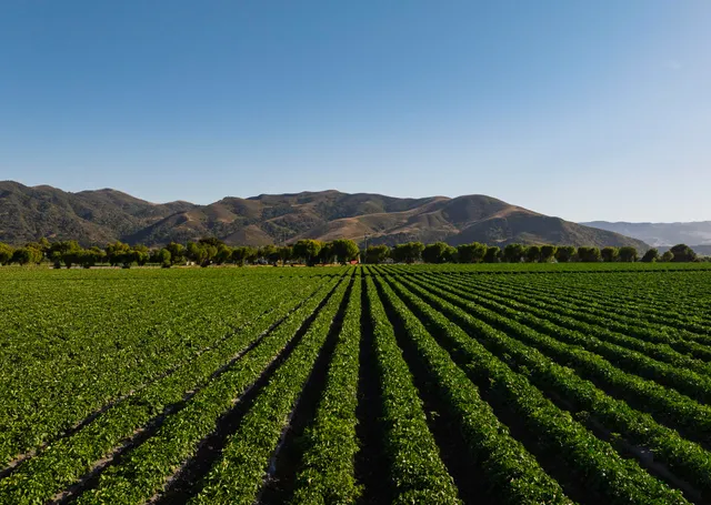 a view of a lush green hillside and a houses