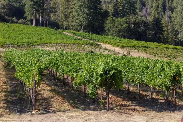 a view of a yard with plants