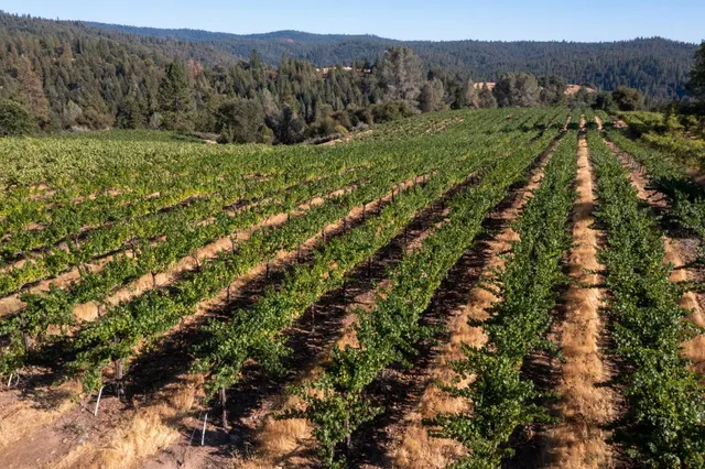 a view of a lush green forest with trees and a houses