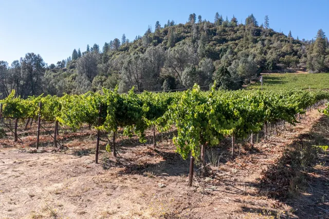 a view of a garden with trees