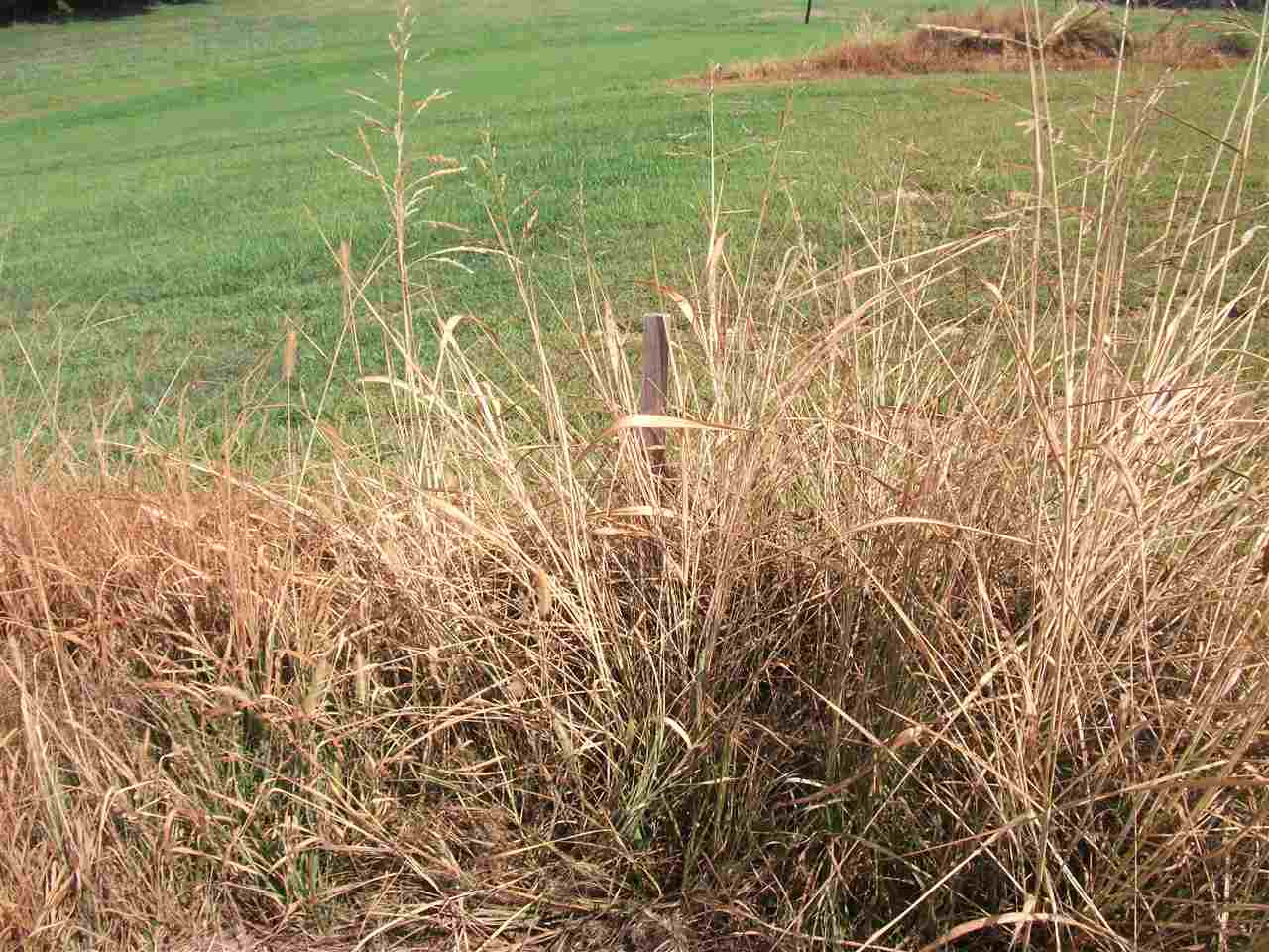 830 Braden Road Mason, TN 38049 - Photo 6 of 7 Gallery Image 6