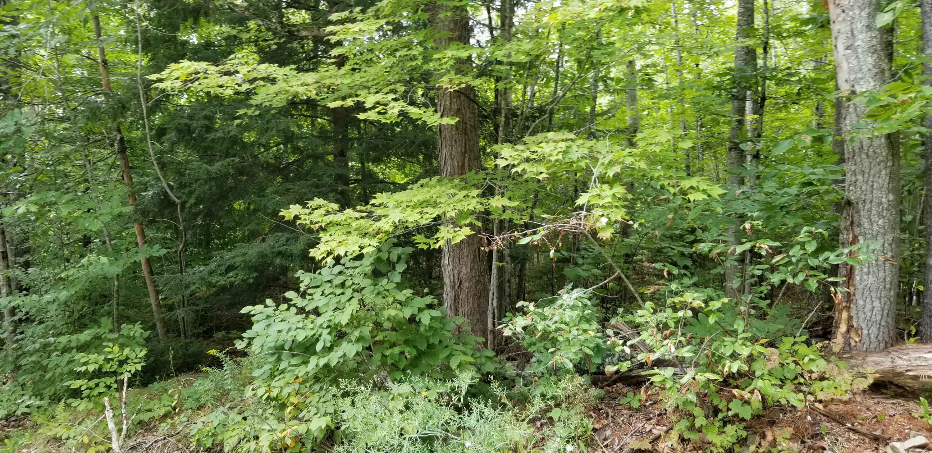 0 Sprague Road South Washington, ME 04574 - Photo 2 of 6 20210829_113800