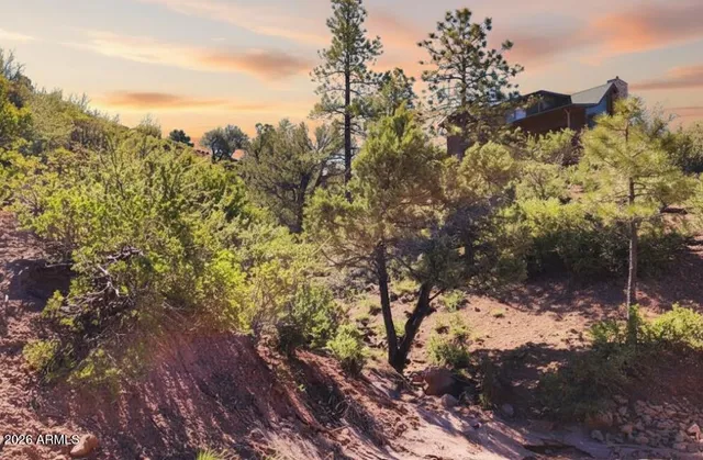 a view of a forest with a tree