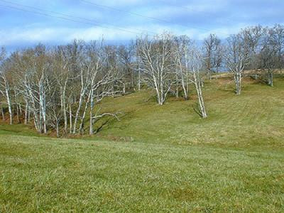 692 Pea Ridge Road Stamping Ground, KY 40379 - Photo 1 of 3 Photo 1