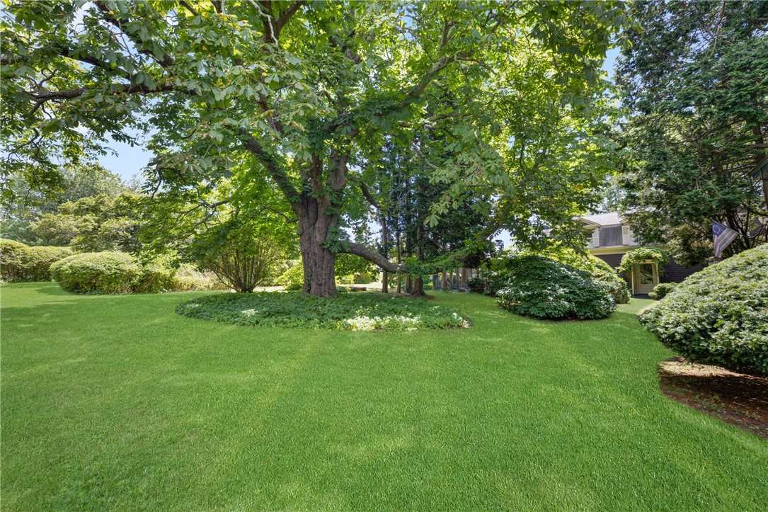 37 Continental Drive Middletown, RI 02842 - Photo 25 of 50 A very special Chestnut tree,