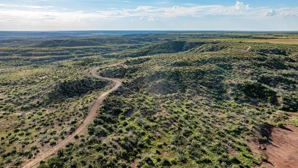 a view of a plant in a garden