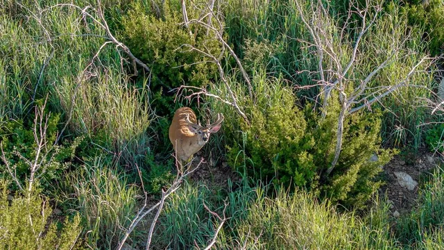 a view of a yard with plants and large trees
