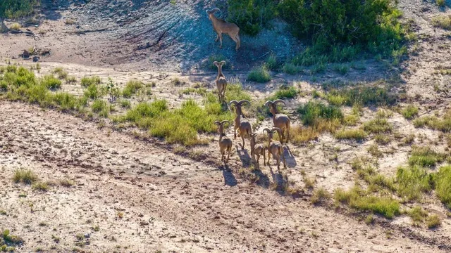 an aerial view of residential houses with outdoor space and trees all around