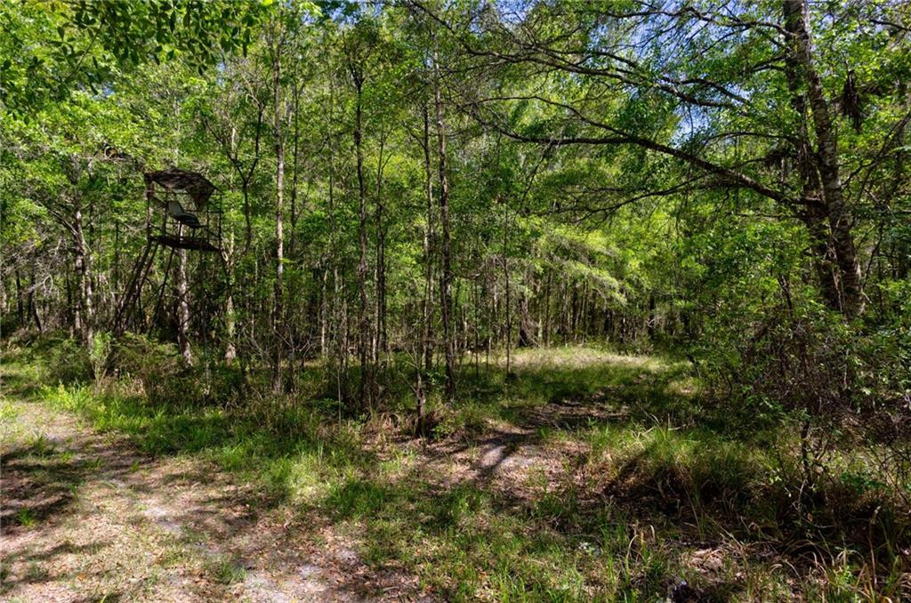 0 Juniper Lane Southwest Townsend, GA 31331 - Photo 7 of 12