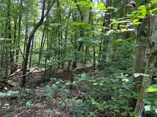 a view of a lush green forest