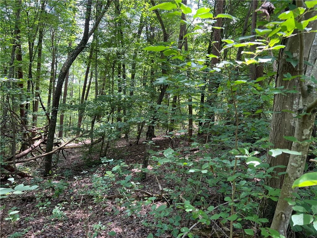 a view of a lush green forest