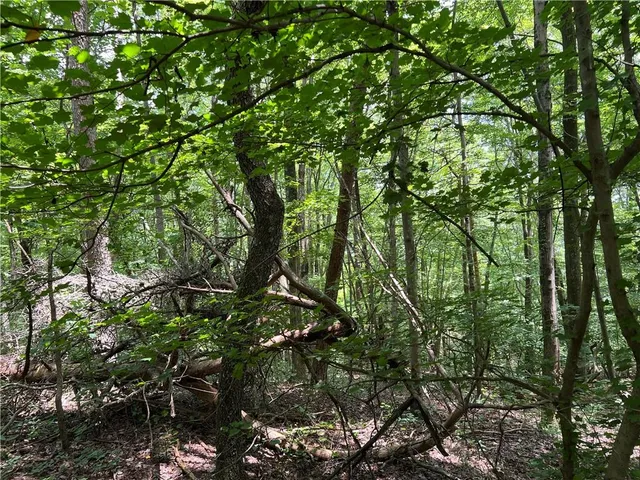 a backyard of a house with lots of trees