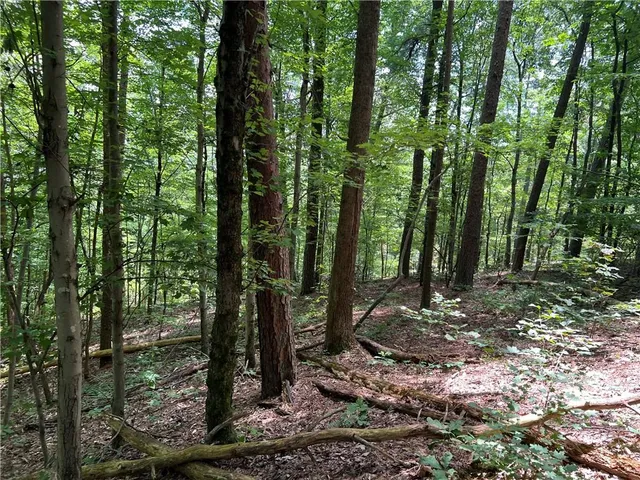 a view of a forest that has large trees
