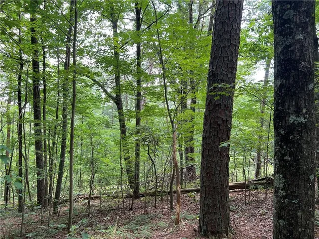 a view of a forest that has large trees