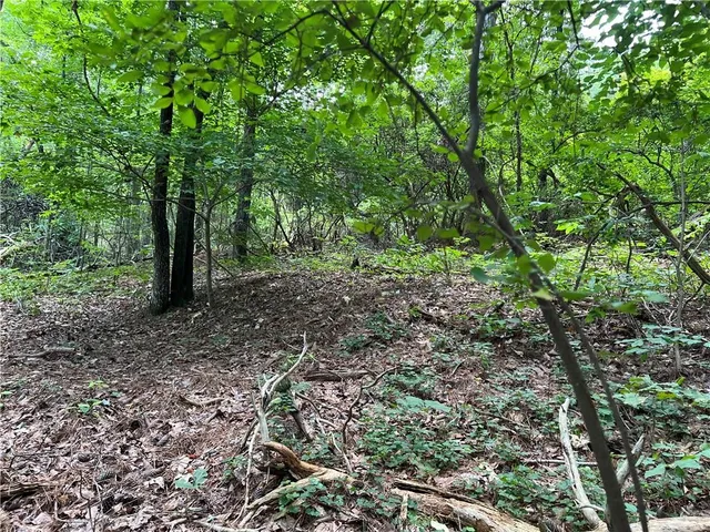 a view of a forest that has large trees