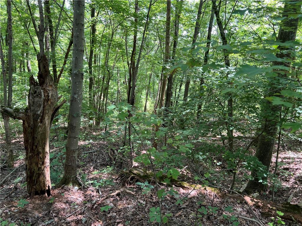 0 Lavender Trail Rome, GA 30165 - Photo 2 of 42 a view of forest
