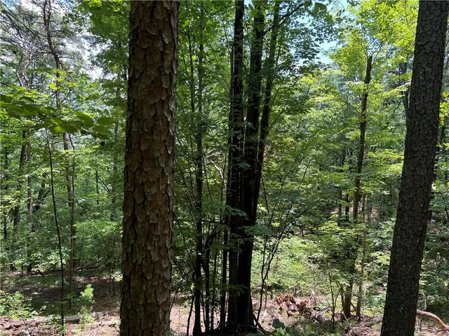 a view of a garden with a tree