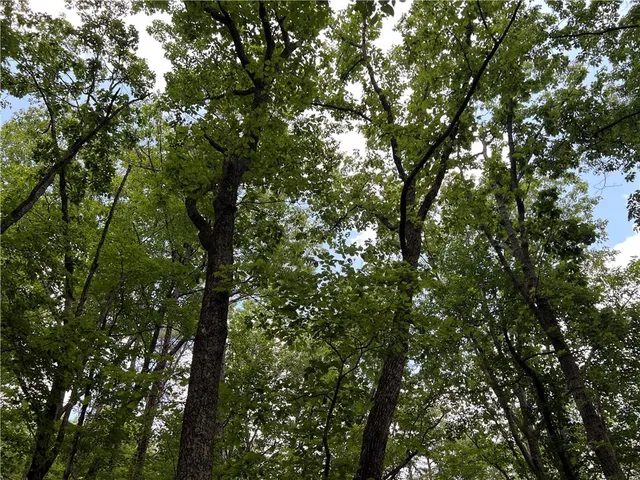 a view of a yard with plants and trees