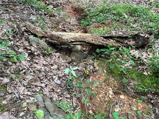 a view of a garden with a plant